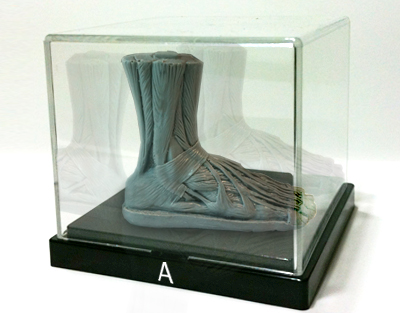 ecorche foot display case